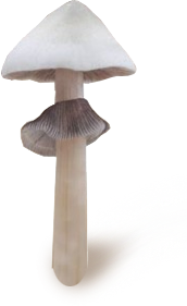 psilocybe cubensis Albino sporen syringe
